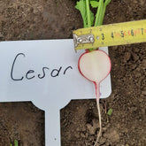 Hectarul - Seminte de ridichi CESAR F1, 10000 seminte SYNGENTA